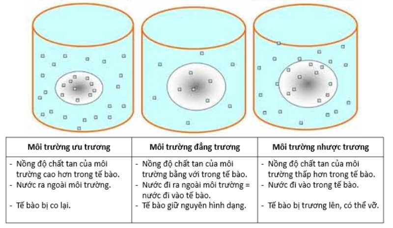 Áp suất thẩm thấu là gì? Vai trò, tính ứng dụng trong đời sống