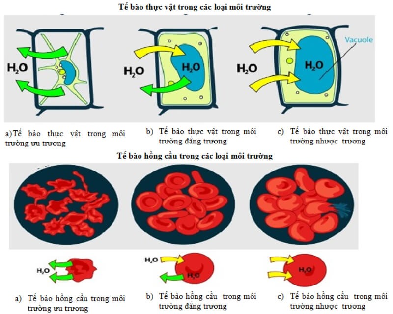 Áp suất thẩm thấu là gì? Vai trò, tính ứng dụng trong đời sống