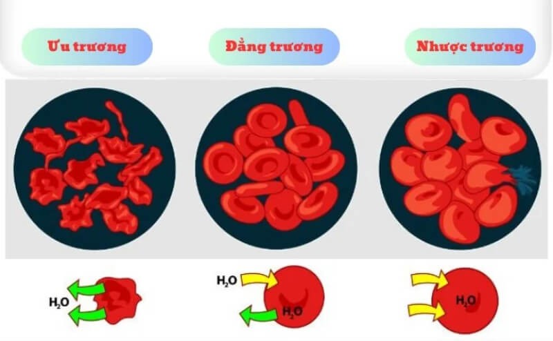 Áp suất thẩm thấu là gì? Vai trò, tính ứng dụng trong đời sống