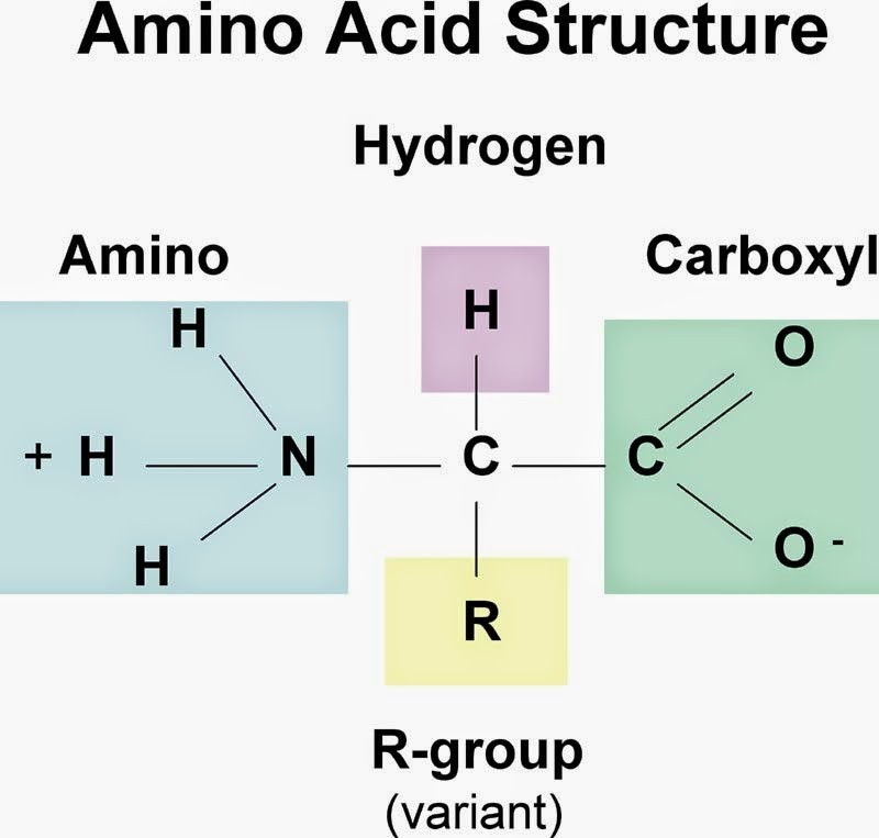 Amino Axit Là Gì? Tính Chất Hóa Học, Công Thức Cấu Tạo & Bài Tập