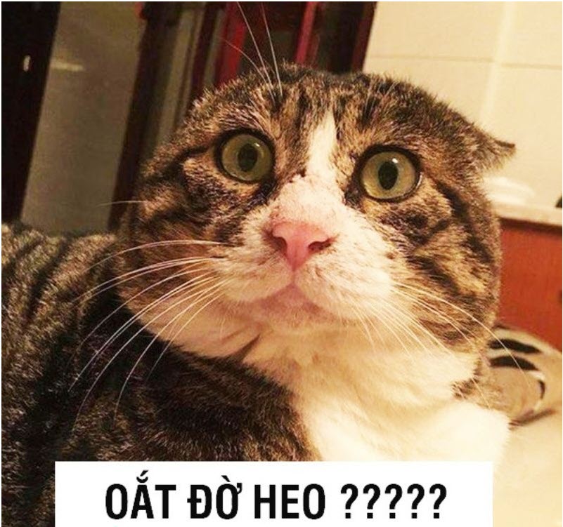 Danh sách meme bất lực vui nhộn