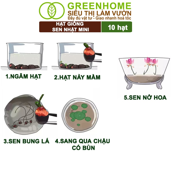 Hạt Giống Hoa Sen Nhật Mini, Gói 10 Hạt, Nhiều Màu, Dễ Trồng, Nảy Mầm Tốt