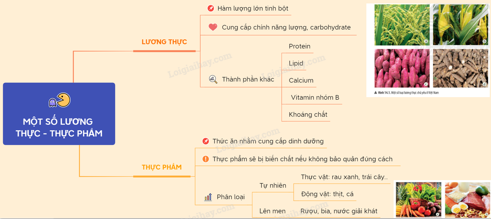 Một số lương thực, thực phẩm KHTN 6 Chân trời sáng tạo</>