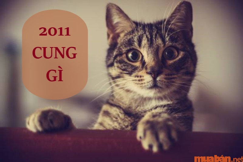 2011 mệnh gì? Chi tiết số mệnh, màu và hướng hợp với nam nữ