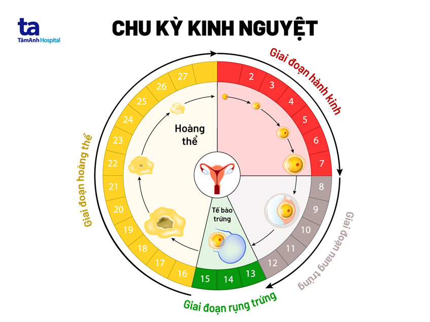 Chu kỳ kinh nguyệt bình thường kéo dài bao lâu? Triệu chứng là gì?