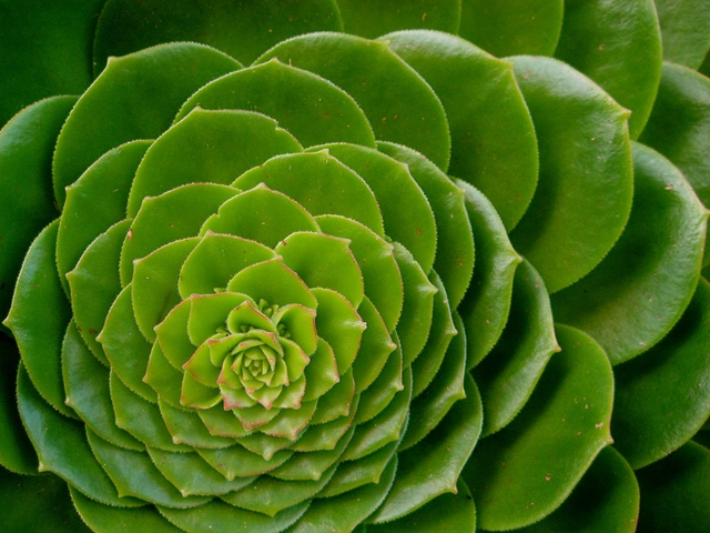 Bí ẩn về dãy Fibonacci và tỉ lệ vàng