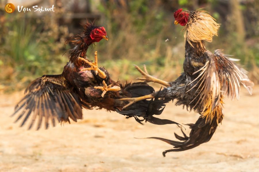 Tuổi Ất Dậu sinh năm bao nhiêu?