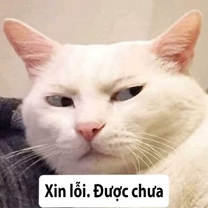 Bộ sưu tập meme xin lỗi đáng yêu, dễ thương và hài hước