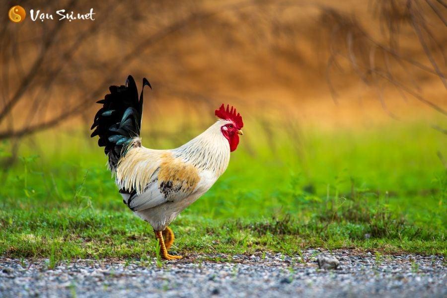 Tuổi Ất Dậu sinh năm bao nhiêu?