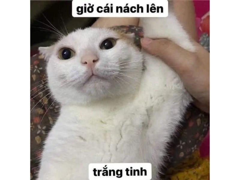 Tổng hợp 101+ ảnh meme mèo bựa, hài hước và đáng yêu nhất