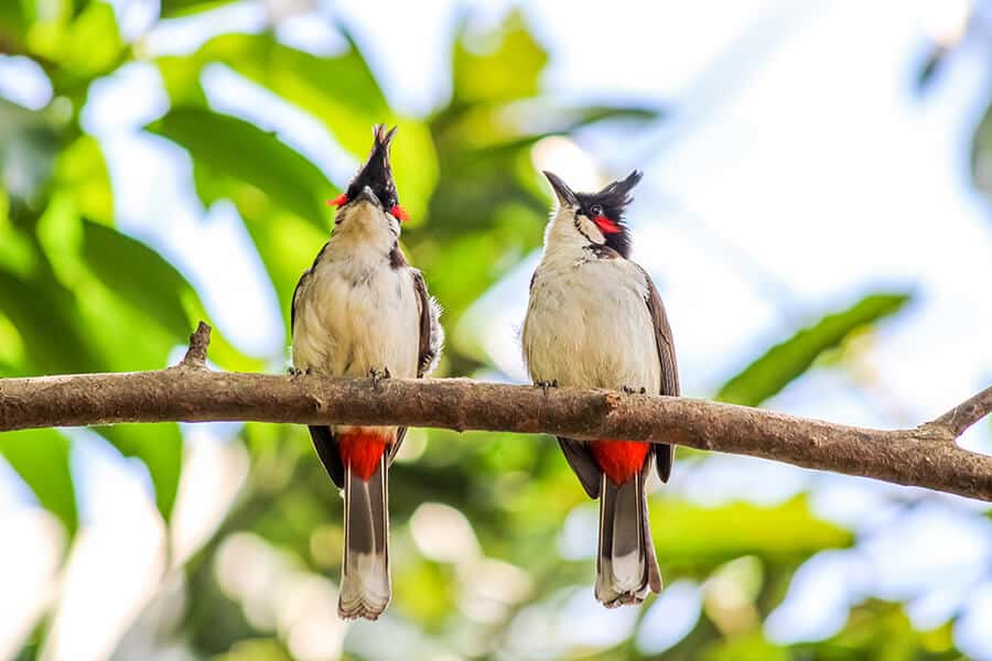 +26 Hình ảnh chim chào mào đẹp miễn phí