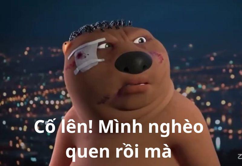 Meme gấu Trung Quốc và hải ly ấn tượng siêu hài hước