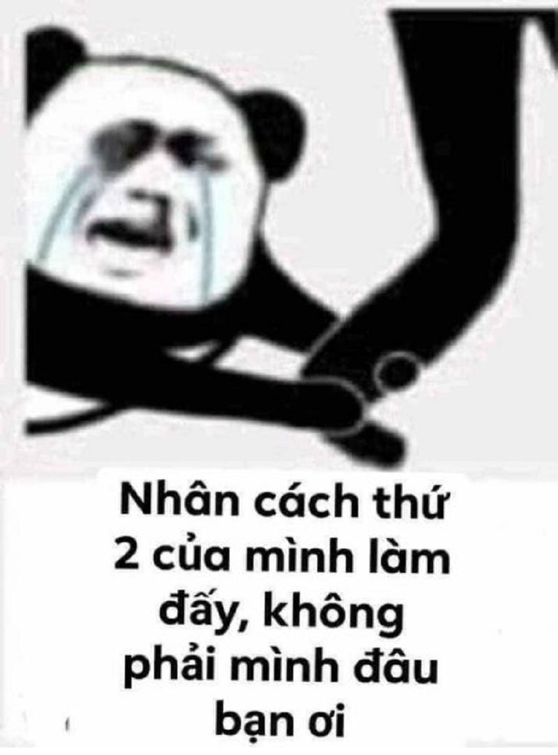 Meme gấu Trung Quốc và hải ly ấn tượng siêu hài hước