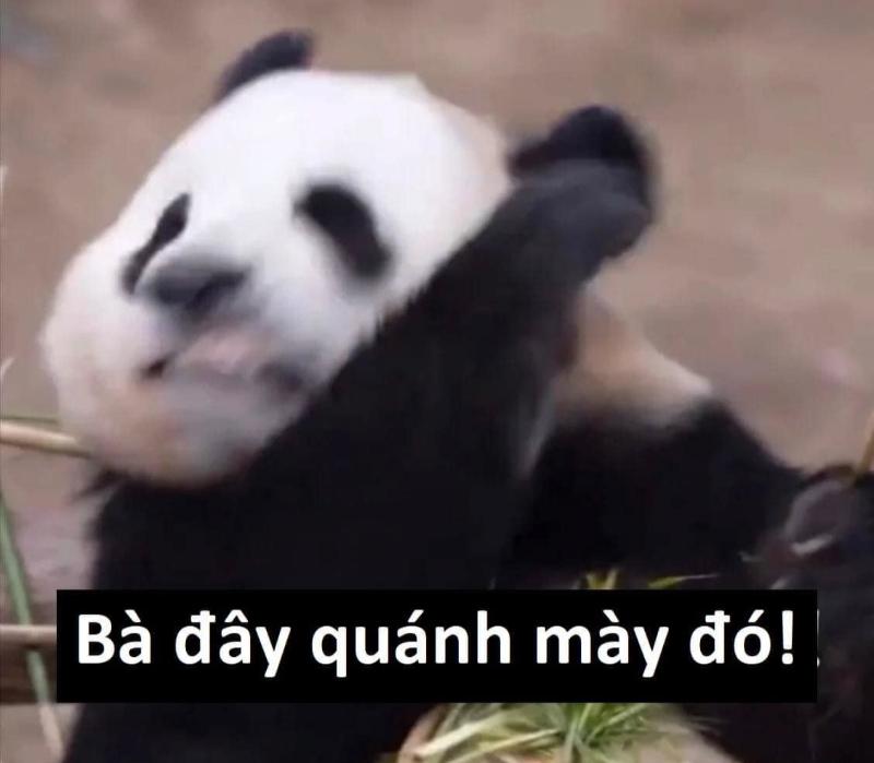 Meme gấu Trung Quốc và hải ly ấn tượng siêu hài hước