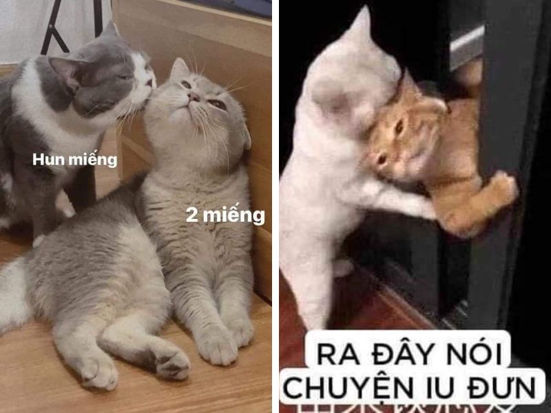 Tổng hợp meme tình yêu cute, dễ thương cho các cặp đôi