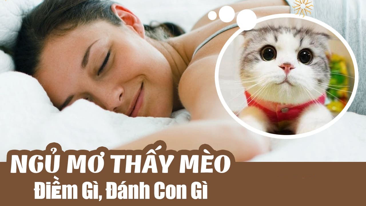 Con mèo số mấy? Nằm mơ thấy mèo đánh số mấy?