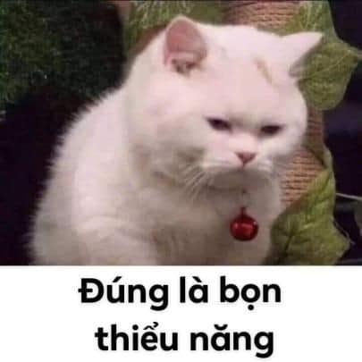 Meme Mèo Tuyển Chọn, Hài Hước Tột Bậc