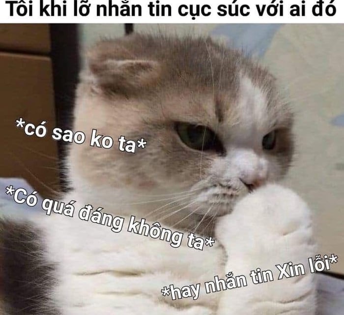 Meme Mèo Tuyển Chọn, Hài Hước Tột Bậc