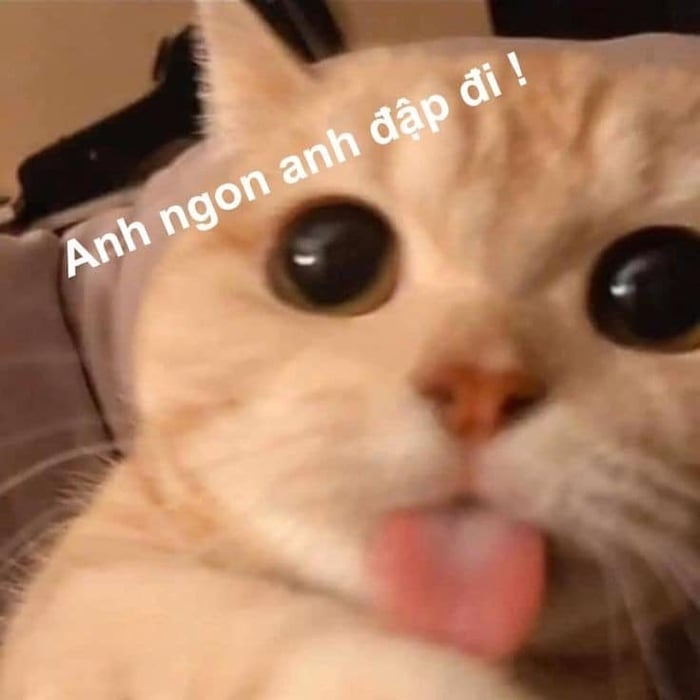 Meme Mèo Tuyển Chọn, Hài Hước Tột Bậc