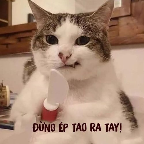 Meme Mèo Tuyển Chọn, Hài Hước Tột Bậc