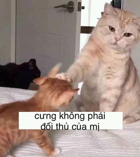 Meme Mèo Tuyển Chọn, Hài Hước Tột Bậc