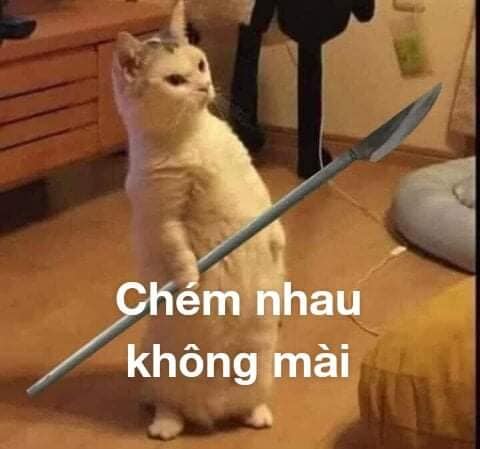 Meme Mèo Tuyển Chọn, Hài Hước Tột Bậc