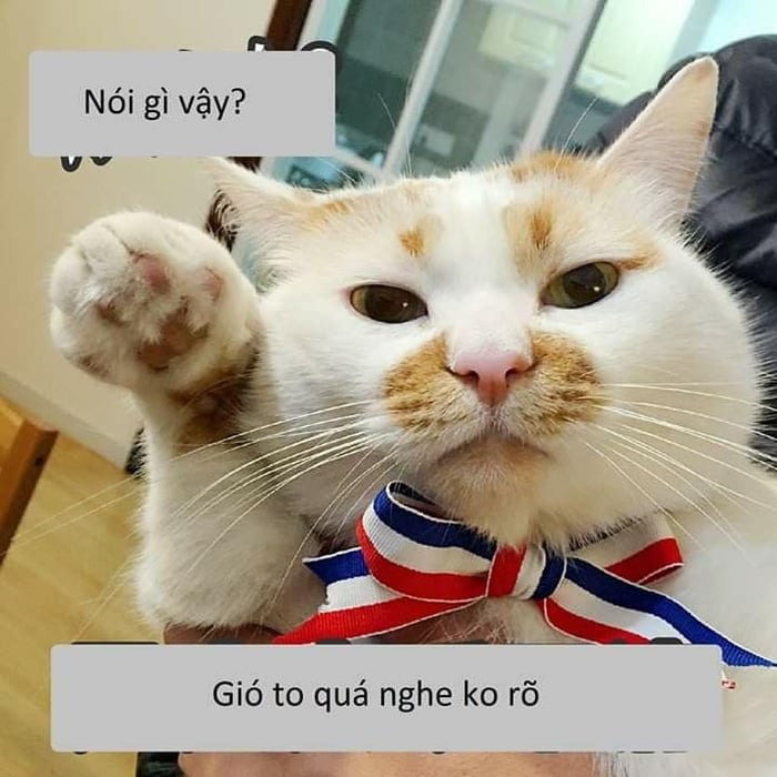 Meme Mèo Tuyển Chọn, Hài Hước Tột Bậc