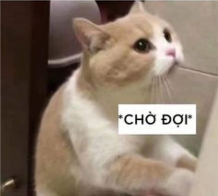 Meme Mèo Tuyển Chọn, Hài Hước Tột Bậc