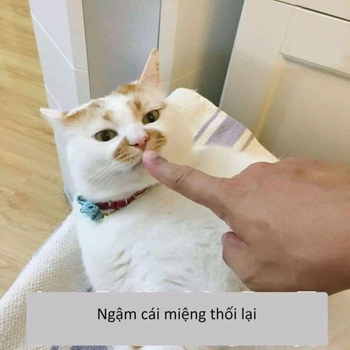 Meme Mèo Tuyển Chọn, Hài Hước Tột Bậc