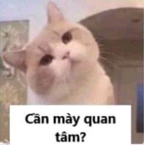 Meme Mèo Tuyển Chọn, Hài Hước Tột Bậc