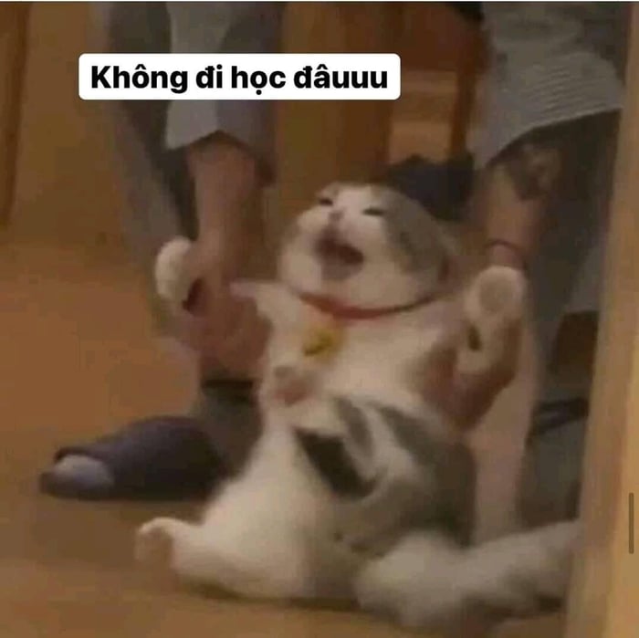 Meme Mèo Tuyển Chọn, Hài Hước Tột Bậc