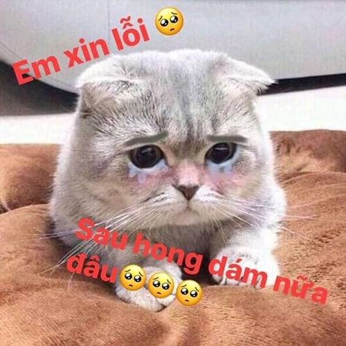 Meme Mèo Tuyển Chọn, Hài Hước Tột Bậc