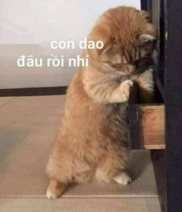 Meme Mèo Tuyển Chọn, Hài Hước Tột Bậc