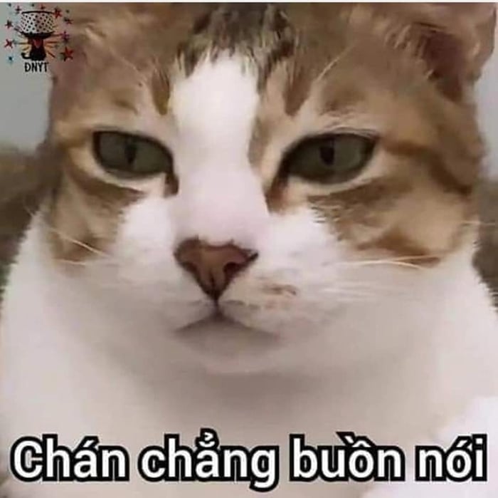 Meme Mèo Tuyển Chọn, Hài Hước Tột Bậc