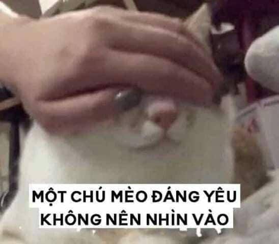 Meme Mèo Tuyển Chọn, Hài Hước Tột Bậc