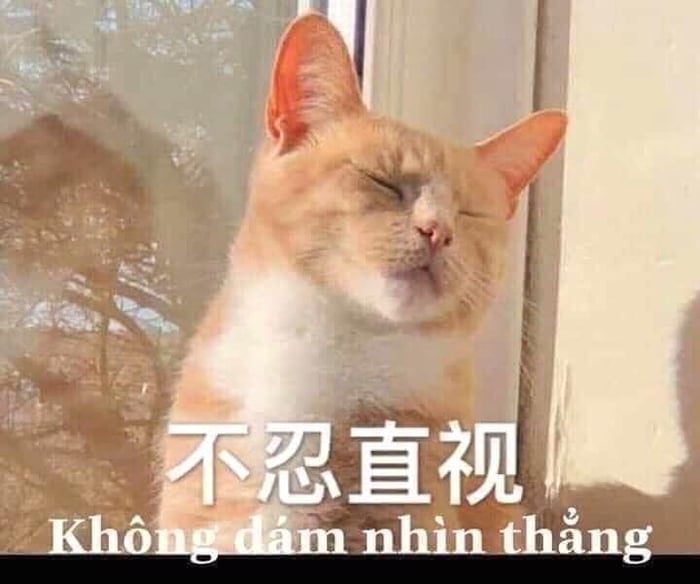 Meme Mèo Tuyển Chọn, Hài Hước Tột Bậc