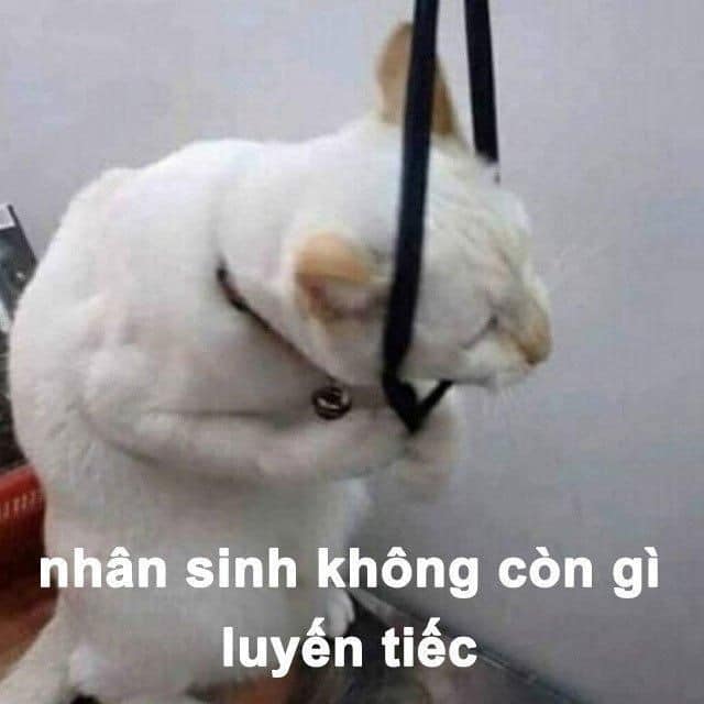 Meme Mèo Tuyển Chọn, Hài Hước Tột Bậc