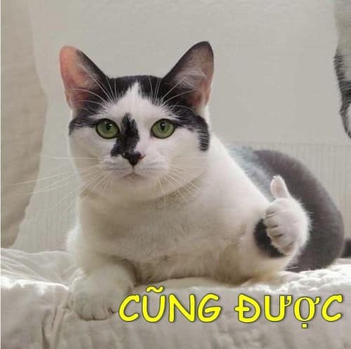 Meme Mèo Tuyển Chọn, Hài Hước Tột Bậc