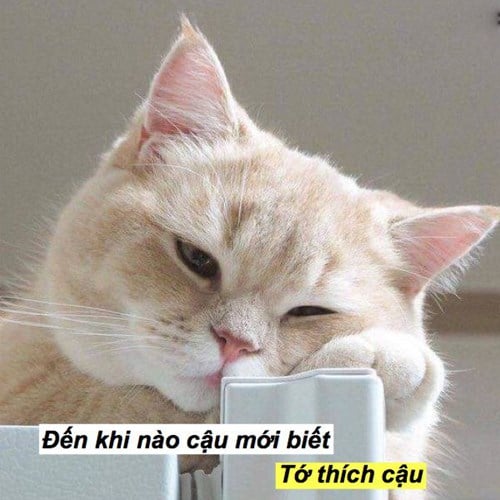 Meme Mèo Tuyển Chọn, Hài Hước Tột Bậc