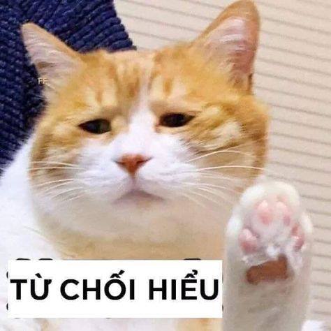 Meme Mèo Tuyển Chọn, Hài Hước Tột Bậc