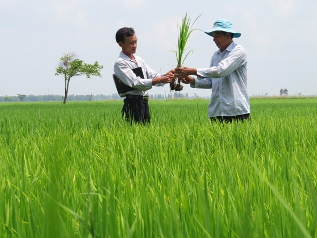 Năng suất lao động trong nông nghiệp: Phải có nông dân chuyên nghiệp