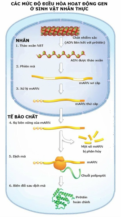 Điều Hòa Hoạt Động Gen: Lý Thuyết Và Bài Tập