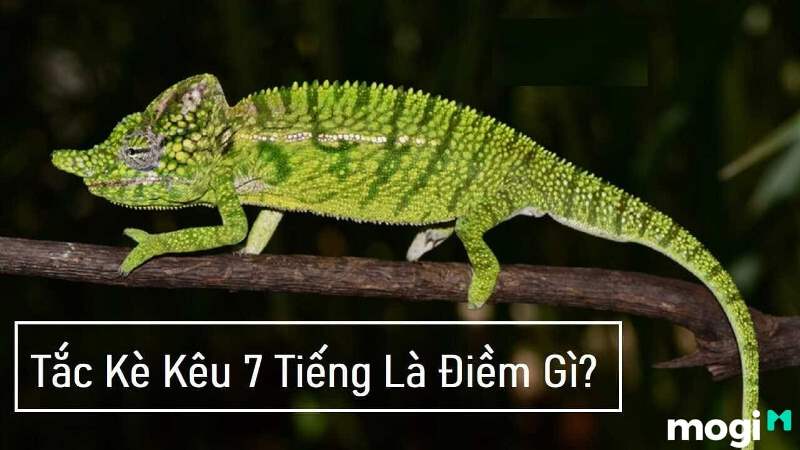 Tắc kè kêu 7 tiếng là điềm báo hên hay xui trong phong thủy?