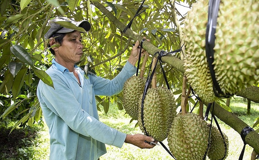 Tây Nguyên: Khai thác thế mạnh vùng, biến tiềm năng thành nguồn lực phát triển | Thông Tin Đối Ngoại - Ban Tuyên giáo Trung ương