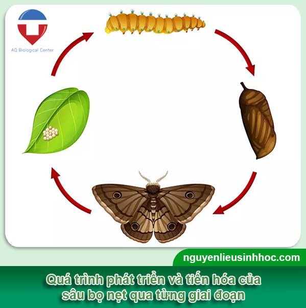 Sâu bọ nẹt là gì? Nhận biết và phòng trừ hiệu quả, an toàn