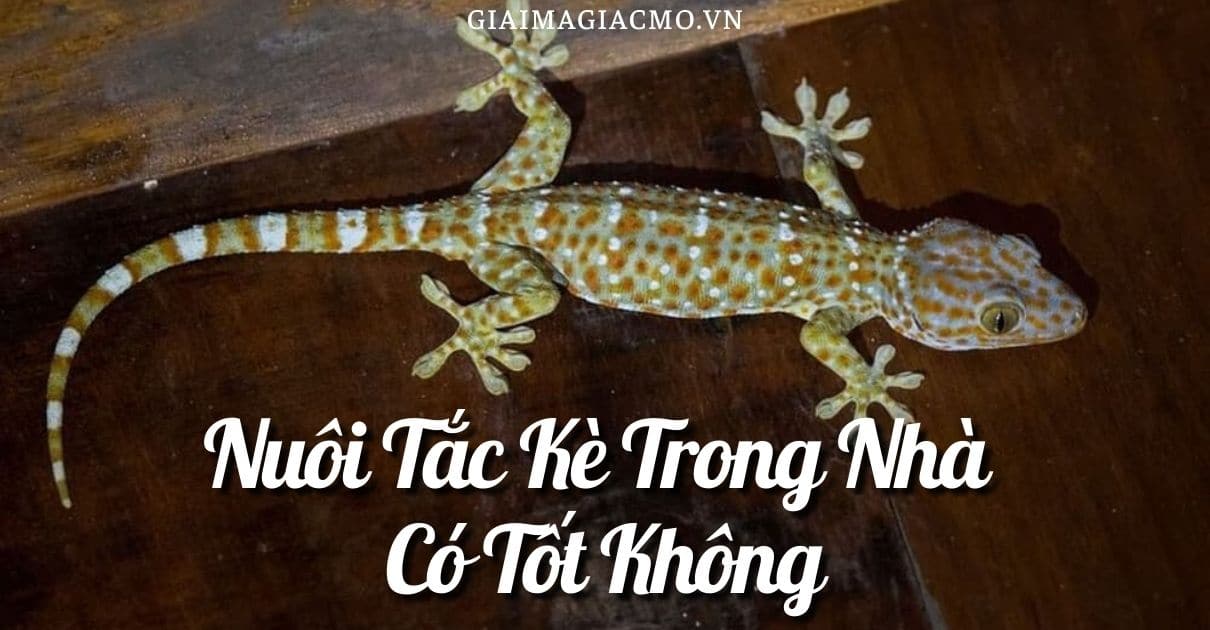 Tắc Kè Kêu 4 Tiếng Hên Hay Xui, Tốt Hay Xấu [Điềm Gì]