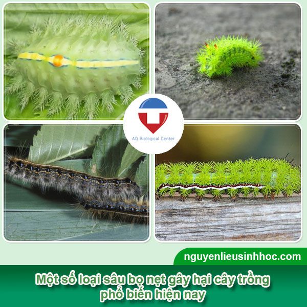 Sâu bọ nẹt là gì? Nhận biết và phòng trừ hiệu quả, an toàn