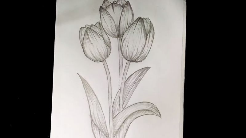 Vẽ hoa tulip ấn tượng nhất, mẫu tranh hoa tulip đẹp dễ vẽ