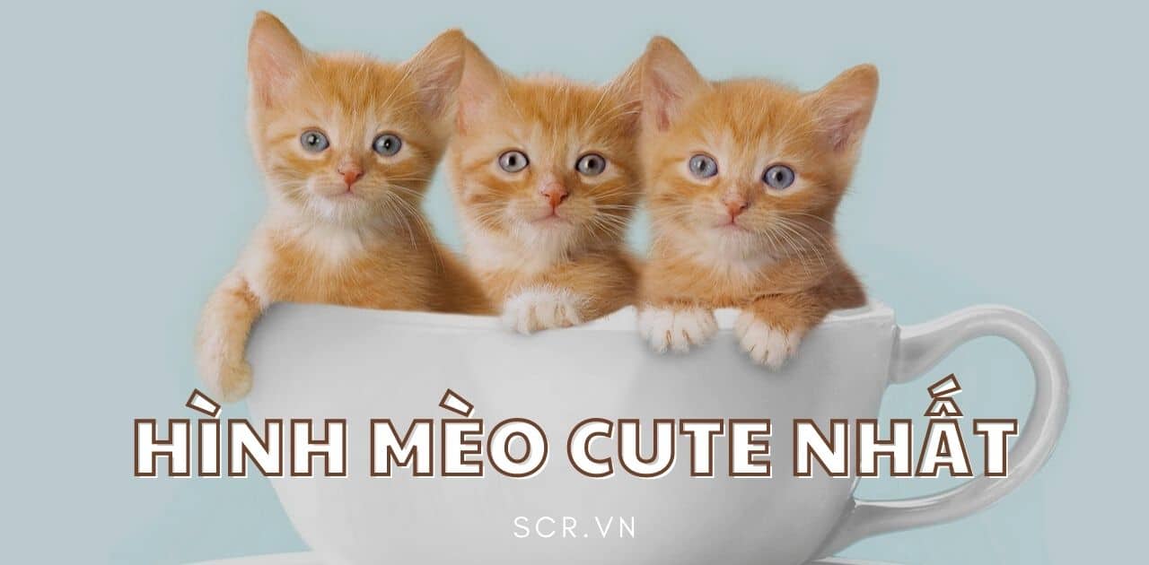 Hình Ảnh Dễ Thương Ngộ Nghĩnh Đáng Yêu [224+ Ảnh Cute]