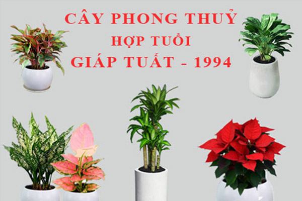 Sinh năm 1994 tuổi Giáp Tuất nên trồng cây gì?